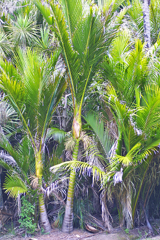 Rhopalostylis sapida - The University of Auckland